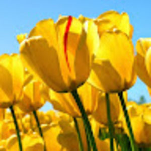 Meet your Posher, Lynnette